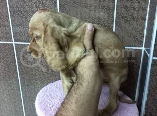 Cocker Bebekler Irk Ve Sağlık Garantili Kaliteli Yavrular görsel