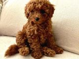 Dünyalar Guzeli Red Toy Poodle Yavrulari̇mi̇z