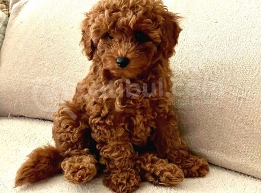 Dünyalar Guzeli Red Toy Poodle Yavrulari̇mi̇z görsel