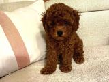 Saglik Ve Irk Garantili Toy Poodle Bebeklerimiz