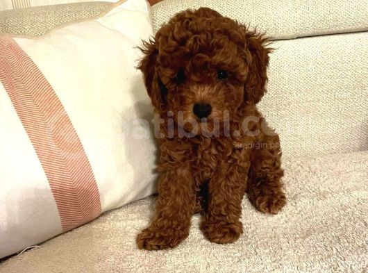 Saglik Ve Irk Garantili Toy Poodle Bebeklerimiz görsel