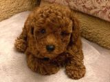 Dünyalar Guzeli Red Toy Poodle Yavrulari̇mi̇z