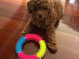 Yok Böyle Bir Güzelli̇k Efsane Toy Poodle Yavrularimiz