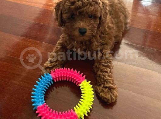 Yok Böyle Bir Güzelli̇k Efsane Toy Poodle Yavrularimiz görsel