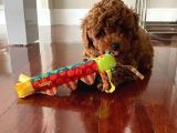 Yok Böyle Bir Güzelli̇k Efsane Toy Poodle Yavrularimiz