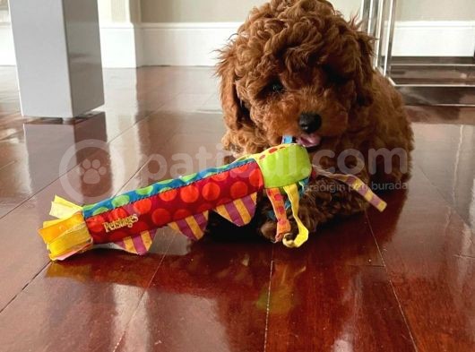 Yok Böyle Bir Güzelli̇k Efsane Toy Poodle Yavrularimiz görsel