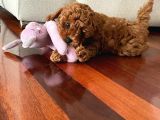 Yok Böyle Bir Güzelli̇k Efsane Toy Poodle Yavrularimiz
