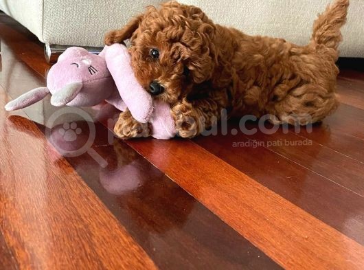 Yok Böyle Bir Güzelli̇k Efsane Toy Poodle Yavrularimiz