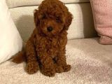 Saglik Ve Irk Garantili Toy Poodle Bebeklerimiz