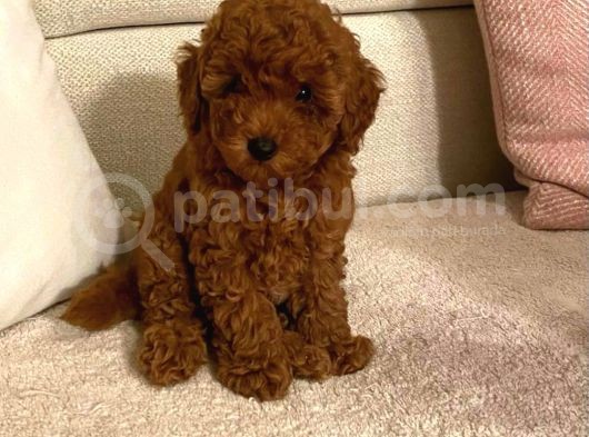 Saglik Ve Irk Garantili Toy Poodle Bebeklerimiz