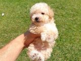 Muazzam Kivrik Tuylere Sahip Irk Garantili Micro Toy Poodle Bebegimiz