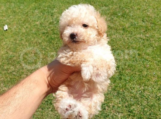 Muazzam Kivrik Tuylere Sahip Irk Garantili Micro Toy Poodle Bebegimiz görsel