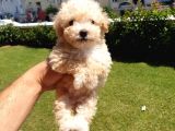 Muazzam Kivrik Tuylere Sahip Irk Garantili Micro Toy Poodle Bebegimiz