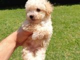 Muazzam Kivrik Tuylere Sahip Irk Garantili Micro Toy Poodle Bebegimiz