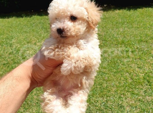 Muazzam Kivrik Tuylere Sahip Irk Garantili Micro Toy Poodle Bebegimiz görsel