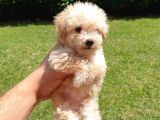 Muazzam Kivrik Tuylere Sahip Irk Garantili Micro Toy Poodle Bebegimiz