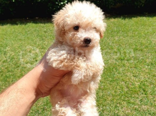Muazzam Kivrik Tuylere Sahip Irk Garantili Micro Toy Poodle Bebegimiz görsel