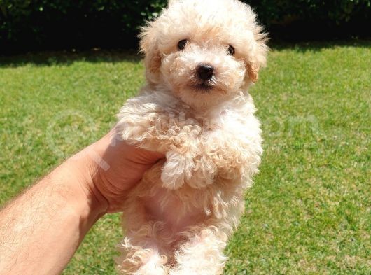 Muazzam Kivrik Tuylere Sahip Irk Garantili Micro Toy Poodle Bebegimiz görsel