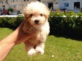 Muazzam Kivrik Tuylere Sahip Irk Garantili Micro Toy Poodle Bebegimiz