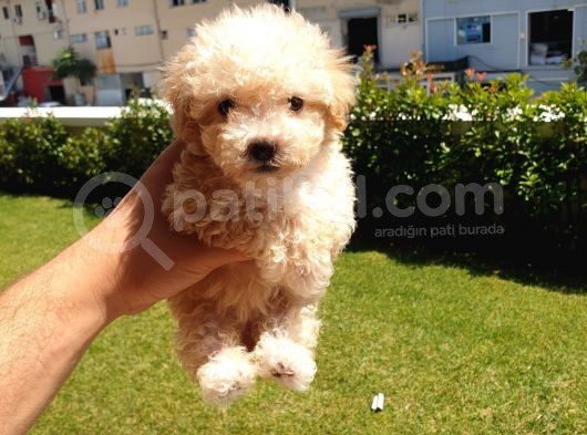 Muazzam Kivrik Tuylere Sahip Irk Garantili Micro Toy Poodle Bebegimiz görsel