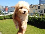 Muazzam Kivrik Tuylere Sahip Irk Garantili Micro Toy Poodle Bebegimiz