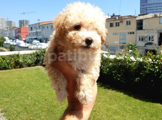 Muazzam Kivrik Tuylere Sahip Irk Garantili Micro Toy Poodle Bebegimiz görsel