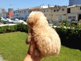Muazzam Kivrik Tuylere Sahip Irk Garantili Micro Toy Poodle Bebegimiz