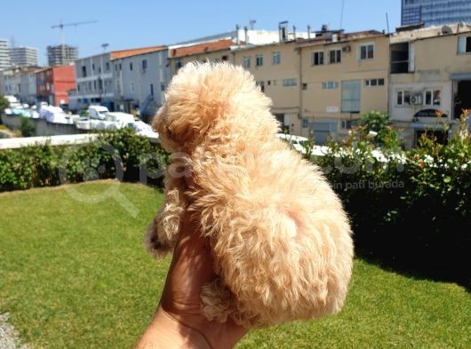 Muazzam Kivrik Tuylere Sahip Irk Garantili Micro Toy Poodle Bebegimiz görsel