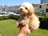 Muazzam Kivrik Tuylere Sahip Irk Garantili Micro Toy Poodle Bebegimiz