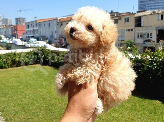 Muazzam Kivrik Tuylere Sahip Irk Garantili Micro Toy Poodle Bebegimiz görsel