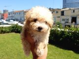 Muazzam Kivrik Tuylere Sahip Irk Garantili Micro Toy Poodle Bebegimiz