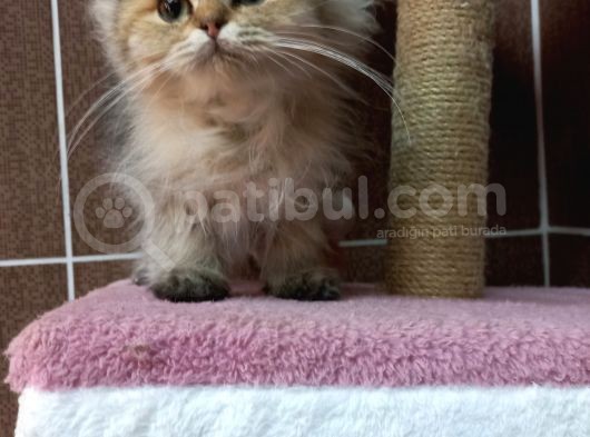 British Shorthair Silver Scotish Fold Dişi Erkek Bebekler Mevcuttur. Daha Fazla Görsel Için Lütfen Iletisim.kurunuz. görsel