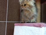 British Shorthair Silver Scotish Fold Dişi Erkek Bebekler Mevcuttur. Daha Fazla Görsel Için Lütfen Iletisim.kurunuz.