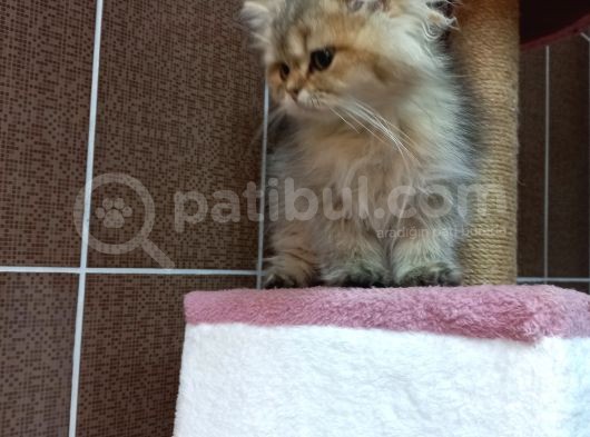 British Shorthair Silver Scotish Fold Dişi Erkek Bebekler Mevcuttur. Daha Fazla Görsel Için Lütfen Iletisim.kurunuz. görsel