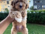 Show Kalite Muazzam Guzel Toy Poodle Bebegimiz