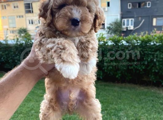 Show Kalite Muazzam Guzel Toy Poodle Bebegimiz görsel