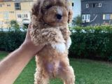 Show Kalite Muazzam Guzel Toy Poodle Bebegimiz