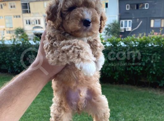 Show Kalite Muazzam Guzel Toy Poodle Bebegimiz görsel