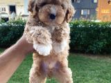 Show Kalite Muazzam Guzel Toy Poodle Bebegimiz