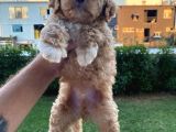 Show Kalite Muazzam Guzel Toy Poodle Bebegimiz