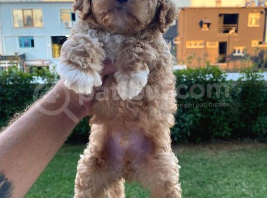 Show Kalite Muazzam Guzel Toy Poodle Bebegimiz görsel