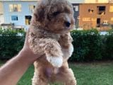 Show Kalite Muazzam Guzel Toy Poodle Bebegimiz