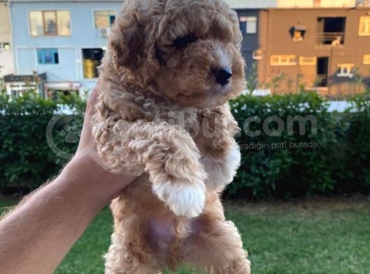 Show Kalite Muazzam Guzel Toy Poodle Bebegimiz görsel