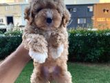 Show Kalite Muazzam Guzel Toy Poodle Bebegimiz