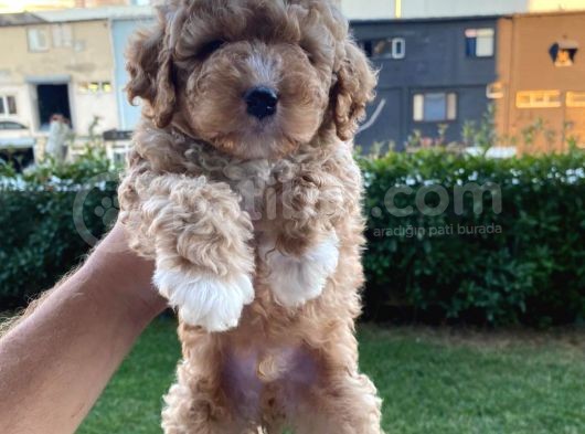 Show Kalite Muazzam Guzel Toy Poodle Bebegimiz