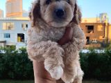 Saglik Ve Irk Garantili Toy Poodle Bebeklerimiz