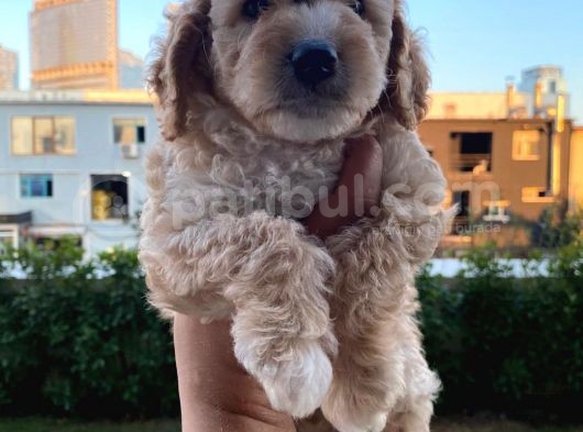 Saglik Ve Irk Garantili Toy Poodle Bebeklerimiz görsel