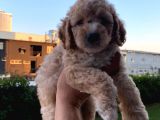 Saglik Ve Irk Garantili Toy Poodle Bebeklerimiz
