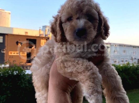 Saglik Ve Irk Garantili Toy Poodle Bebeklerimiz görsel