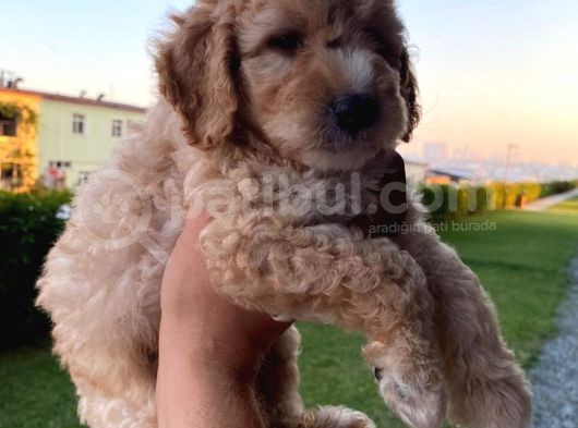 Saglik Ve Irk Garantili Toy Poodle Bebeklerimiz görsel